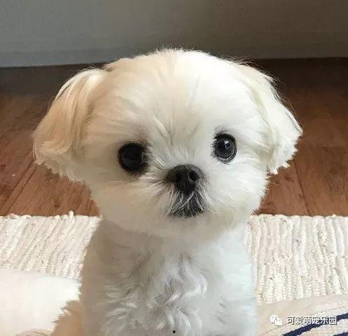 狗狗最新爆料图片,萌态百出，揭秘宠物界的欢乐瞬间  第1张